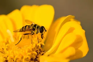 Пчёлка-труженица