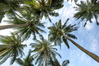 Во многих культурах пальмы были символами победы и мира.