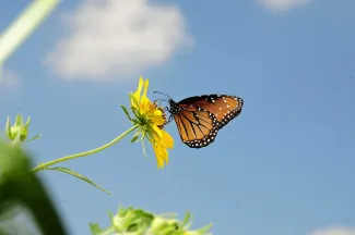 butterfly