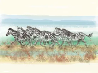 Zebras