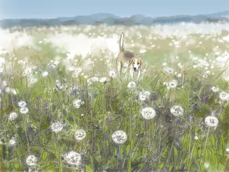 Meadow