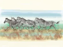 Zebras