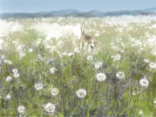 Meadow