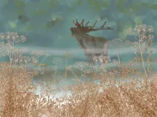 Elk