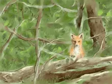 fox