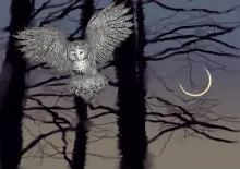 owl